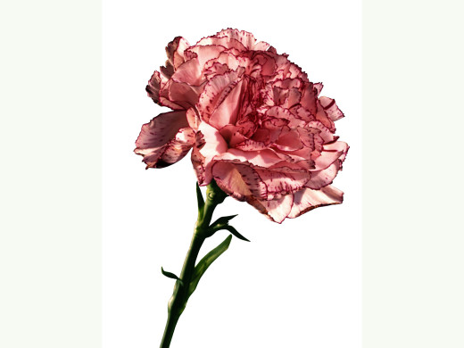 426259 (a): :1600x1200